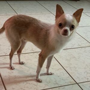 Meet your Posher, Maya